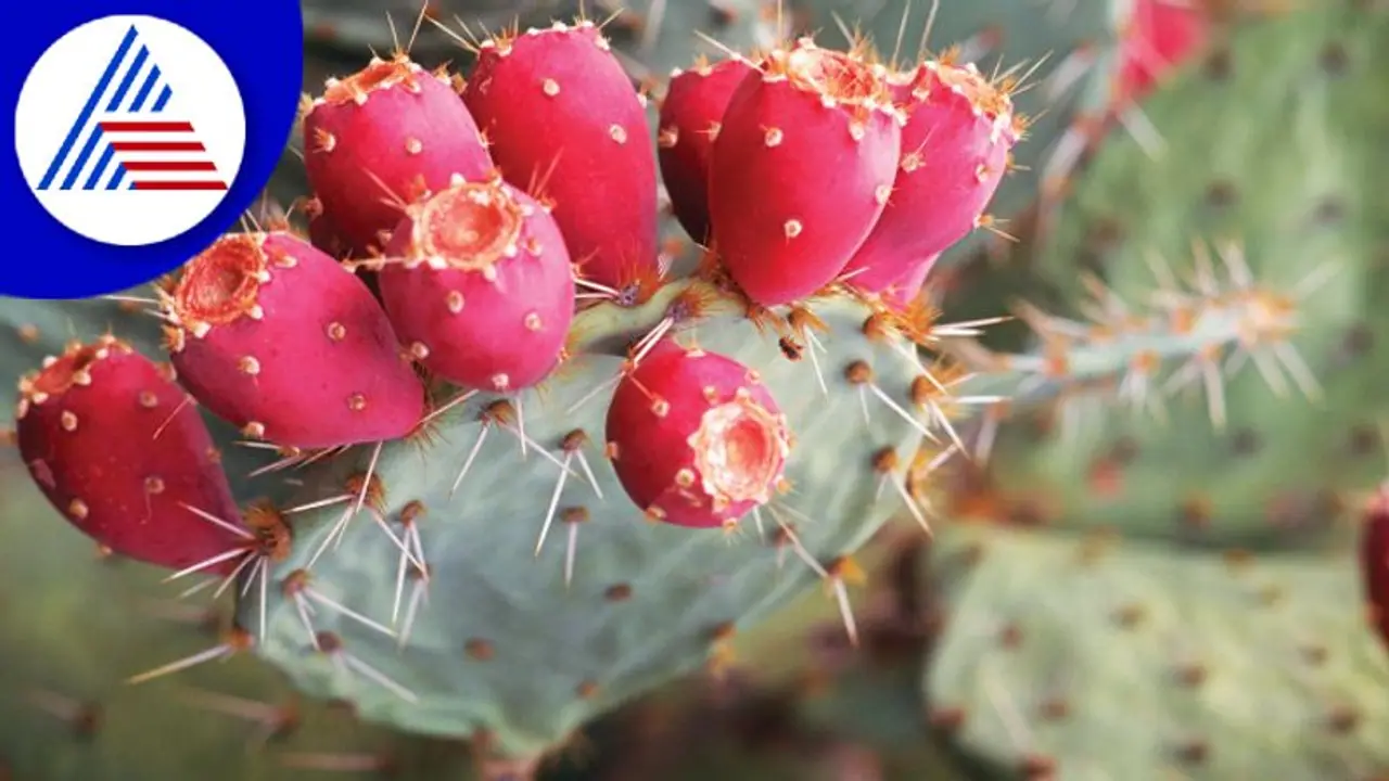 ಮಧುಮೇಹದ ಸಮಸ್ಯೆ ಥಟ್ಟಂತ ಕಡಿಮೆ ಮಾಡೋ ಪಾಪಾಸು ಕಳ್ಳಿ ಬಗ್ಗೆ ಕೇಳಿದ್ದೀರಾ ? ಮಧುಮೇಹದ ಸಮಸ್ಯೆ ಥಟ್ಟಂತ ಕಡಿಮೆ ಮಾಡೋ ಪಾಪಾಸು ಕಳ್ಳಿ ಬಗ್ಗೆ ಕೇಳಿದ್ದೀರಾ ?