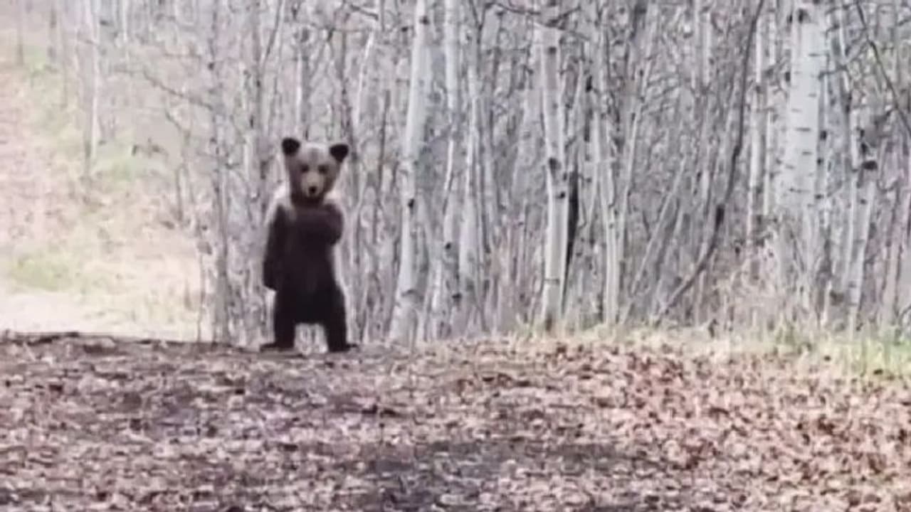 'ക്യൂട്ട് ആയിട്ടുണ്ടേ'; കരടിക്കുഞ്ഞിന്‍റെ രസകരമായ വീഡിയോ