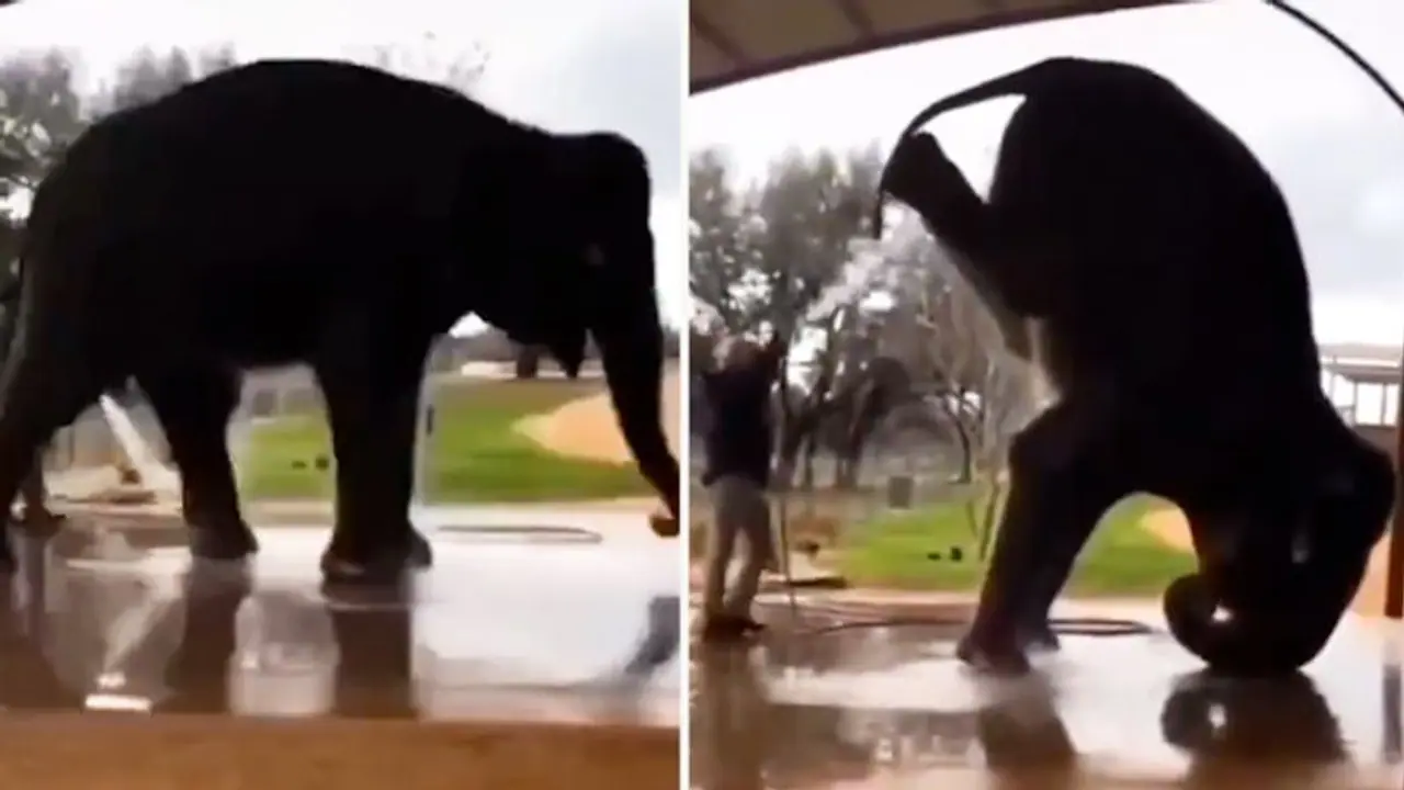 Watch: Elephant does a headstand during bath