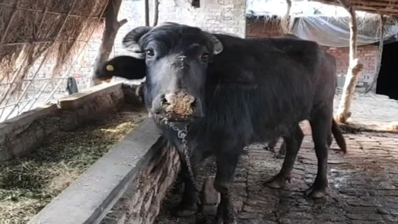 किसकी भैंस और किसका बच्चा? थाने पहुंचे इस अनोखे मामले के बाद हैरत में अधिकारी, करवाया डीएनए टेस्ट