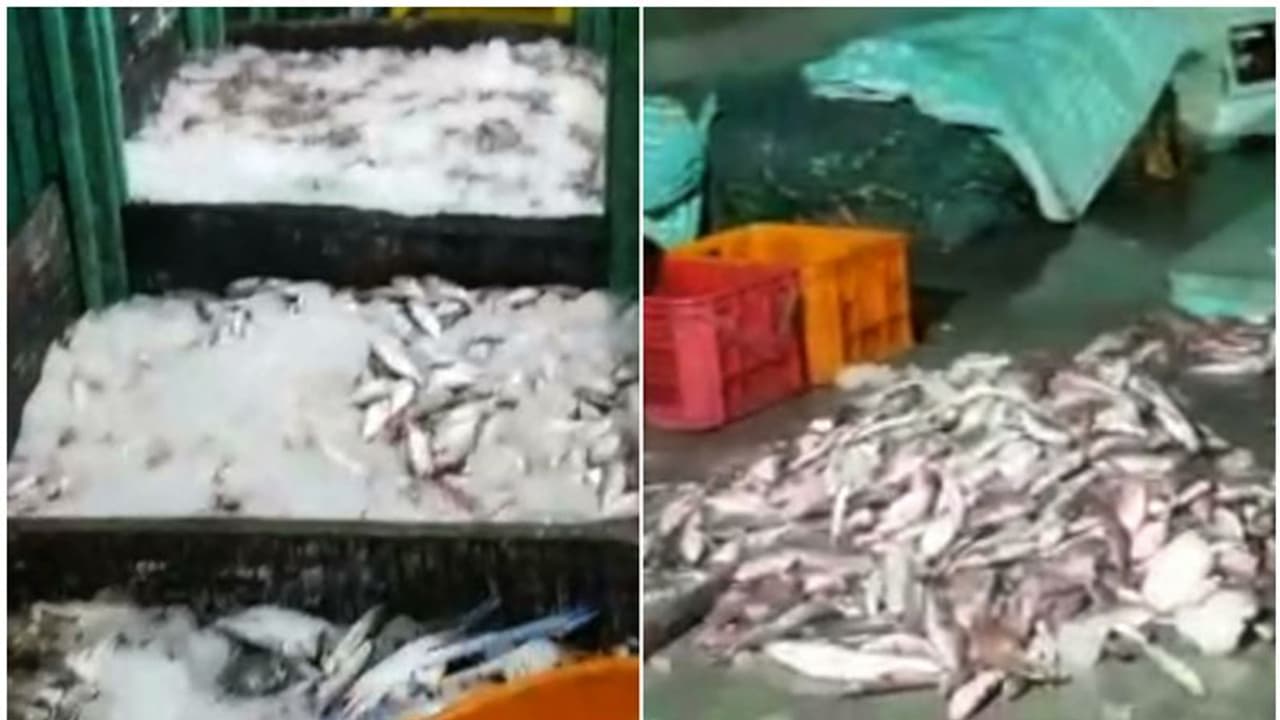 'ലേശമല്ല, നല്ല വാട്ടം തന്നെ'; ഹാർബറിൽ മിന്നൽ പരിശോധന, 500 കിലോ പഴകിയ മത്സ്യം പിടിച്ചെടുത്തു