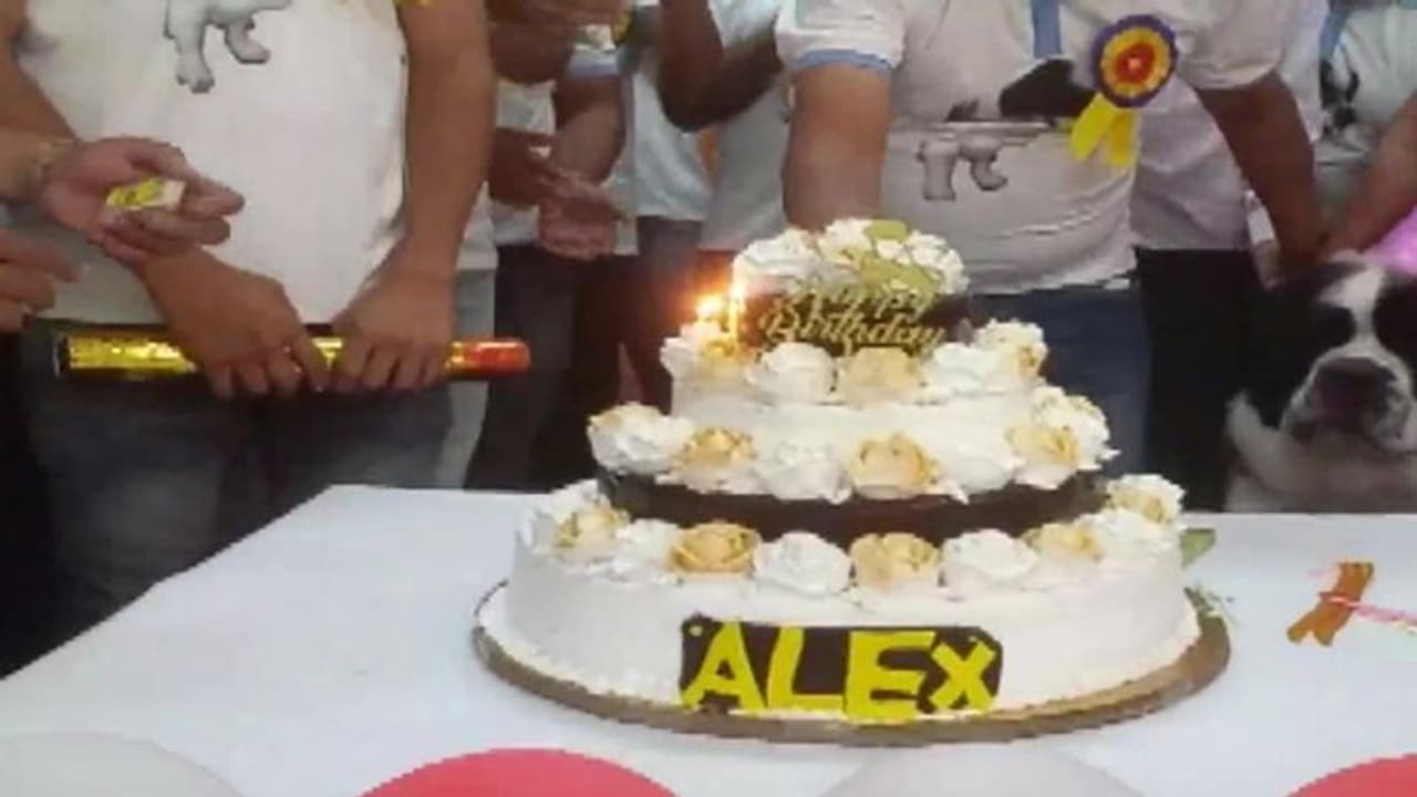 कुत्ते का जन्मदिनः 11 किलो का केक काटकर लोगों ने कहा हैपी बर्थडे, 250 लोगों को मिली दावत