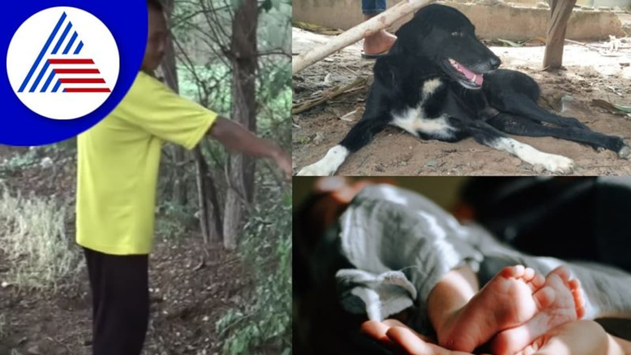 ತಾಯಿ ಎಸೆದು ಹೋದ ಕಂದನ ರಕ್ಷಿಸಿದ ಮೂರು ಕಾಲಿನ ಶ್ವಾನ