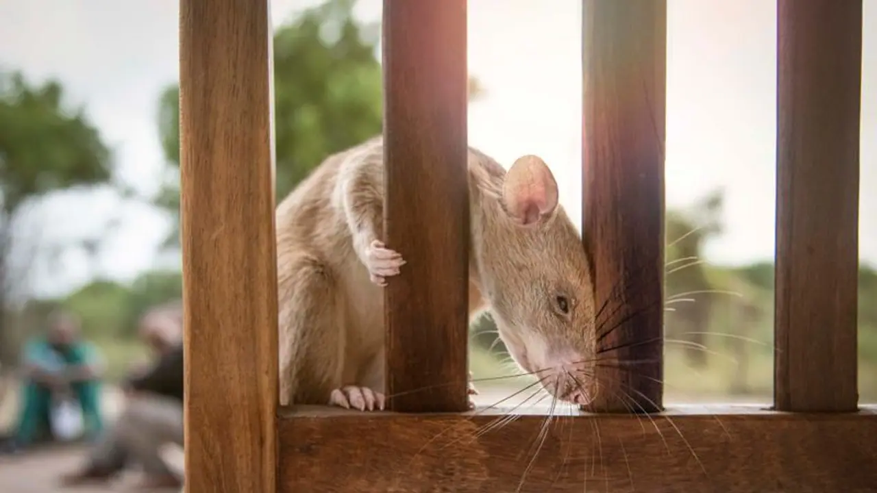 ഭൂകമ്പത്തില്‍ കുടുങ്ങിയ ആരെയും ഈ എലികള്‍ രക്ഷിക്കും, അത് പൂച്ച ആയാലും! 