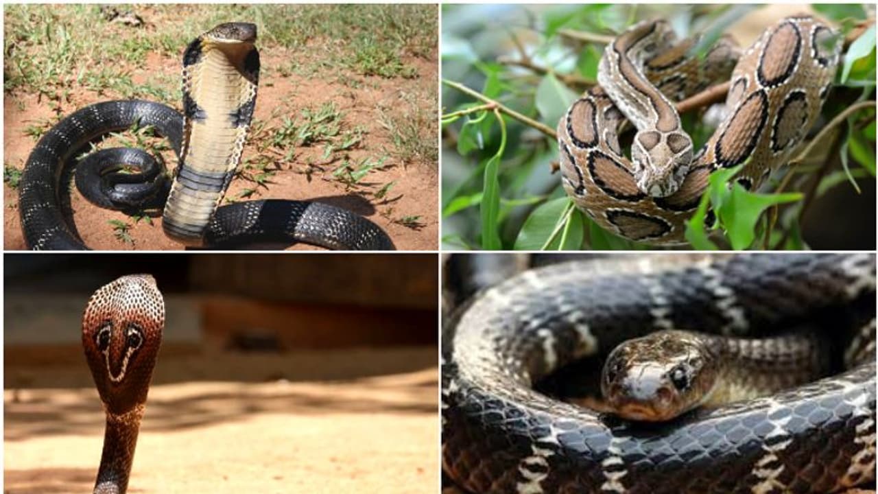 Deadliest Snakes : എല്ലാ പാമ്പുകളും അപകടകാരികളല്ല, പക്ഷേ ഈ നാലെണ്ണത്തിനെ കരുതിയിരിക്കണം! 