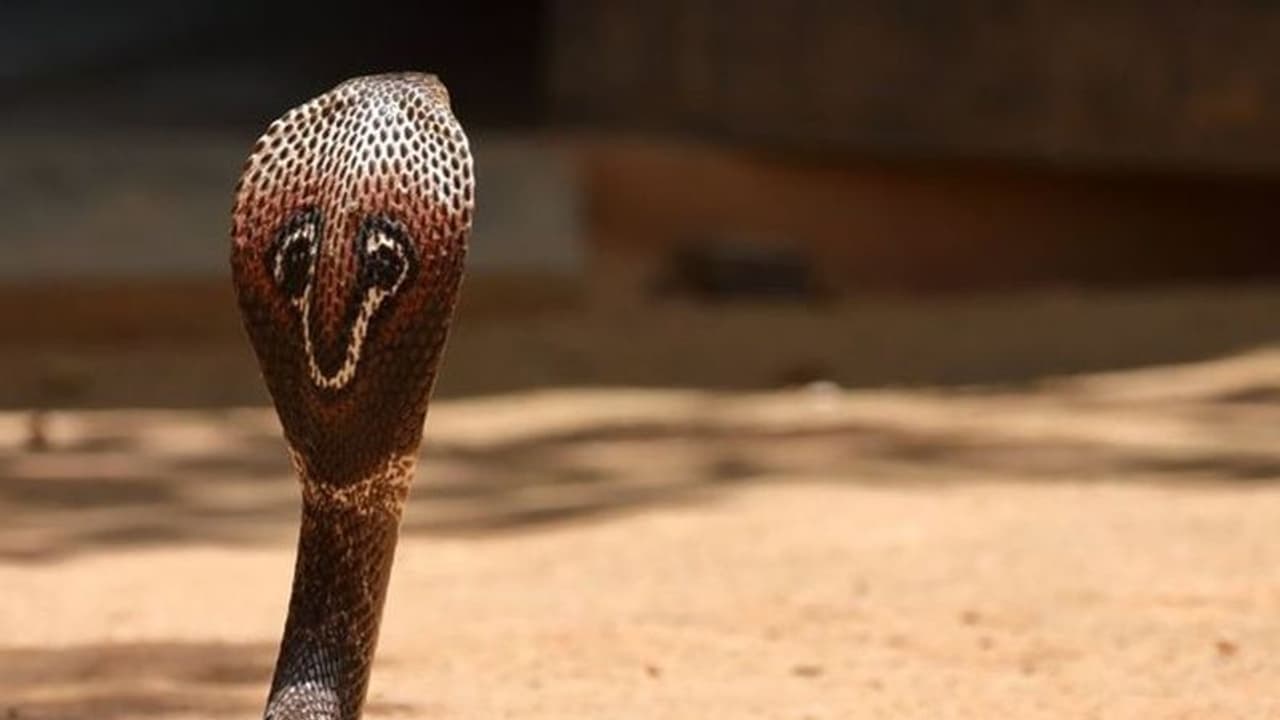 കളിക്കുന്നതിനിടയില് കയ്യില് കൊത്തിയ മൂര്ഖന് പാമ്പിനെ കടിച്ചുകൊന്ന് 8 വയസുകാരന് കളിക്കുന്നതിനിടയില് കയ്യില് കൊത്തിയ മൂര്ഖന് പാമ്പിനെ കടിച്ചുകൊന്ന് 8 വയസുകാരന്