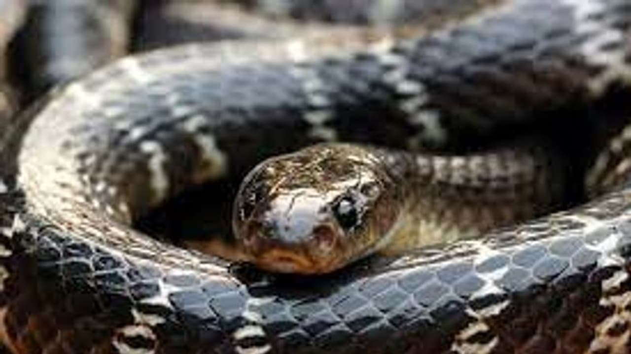 ഉറക്കത്തിനിടെ ഫോൺ റിങ്, എടുത്തപ്പോൾ സാധനം മാറി, സൂക്ഷിച്ച് നോക്കിയപ്പോൾ കയ്യിൽ വിഷപ്പാമ്പ്, രക്ഷ തലനാരിഴയ്ക്ക് ഉറക്കത്തിനിടെ ഫോൺ റിങ്, എടുത്തപ്പോൾ സാധനം മാറി, സൂക്ഷിച്ച് നോക്കിയപ്പോൾ കയ്യിൽ വിഷപ്പാമ്പ്, രക്ഷ തലനാരിഴയ്ക്ക്