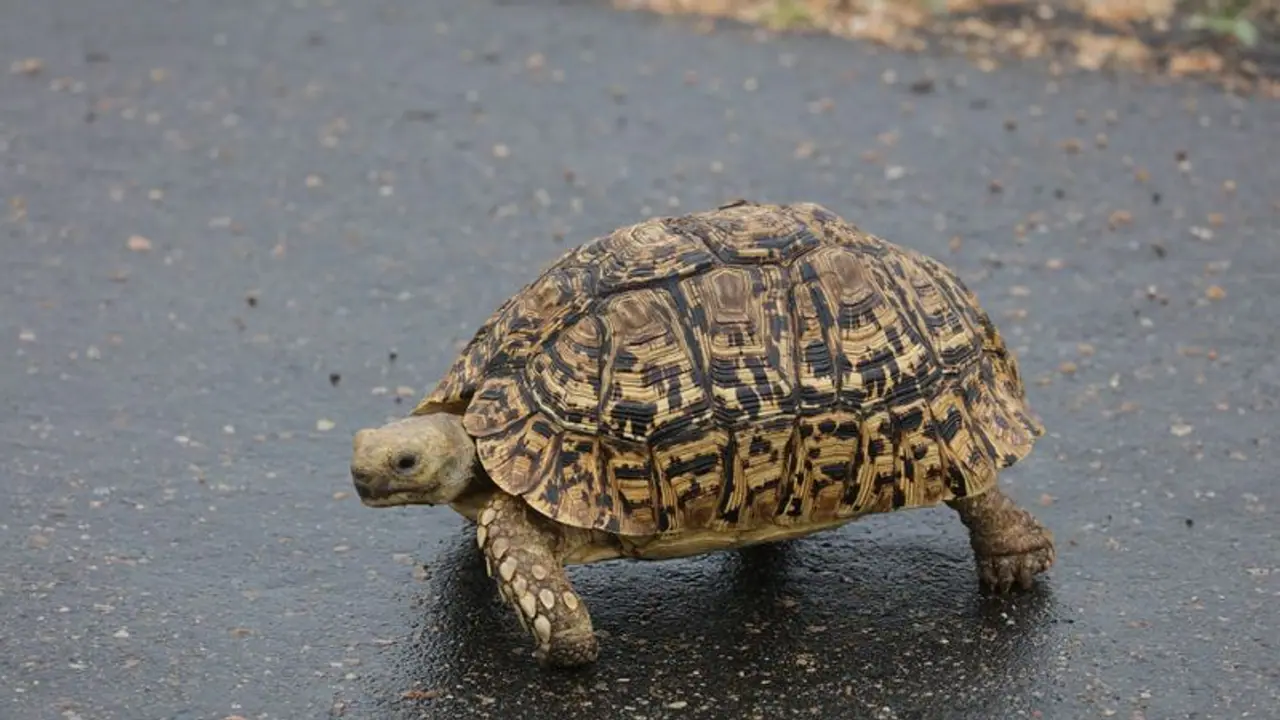 30 വര്‍ഷമായി കാണാതായ ആമയെ ഒടുവില്‍ കണ്ടുകിട്ടിയത് ഒട്ടും പ്രതീക്ഷിക്കാത്ത ഒരിടത്ത്! 