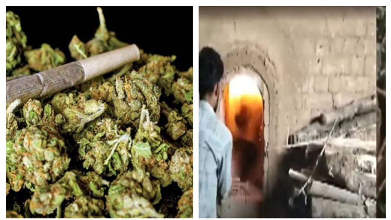 'തലവേദന' സഹിക്കാൻ വയ്യ; തൃശൂരിൽ 550 കിലോ കഞ്ചാവ് കത്തിച്ച് നശിപ്പിച്ചു 'തലവേദന' സഹിക്കാൻ വയ്യ; തൃശൂരിൽ 550 കിലോ കഞ്ചാവ് കത്തിച്ച് നശിപ്പിച്ചു