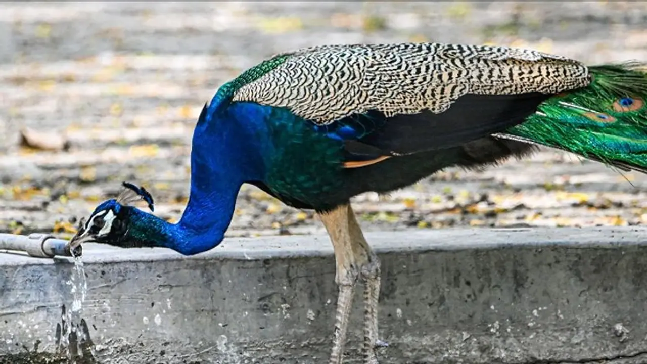 ಅಯ್ಯೋ ಪಾಪಿ: ನಮ್ಮ ರಾಷ್ಟ್ರಪಕ್ಷಿಯ ಗರಿಗಳನ್ನು ಕಿತ್ತು ಹಿಂಸೆ ನೀಡಿ ಕೊಂದೇ ಹಾಕ್ದ! ವಿಡಿಯೋ ವೈರಲ್ ಅಯ್ಯೋ ಪಾಪಿ: ನಮ್ಮ ರಾಷ್ಟ್ರಪಕ್ಷಿಯ ಗರಿಗಳನ್ನು ಕಿತ್ತು ಹಿಂಸೆ ನೀಡಿ ಕೊಂದೇ ಹಾಕ್ದ! ವಿಡಿಯೋ ವೈರಲ್