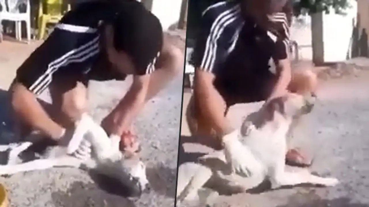 Man conducts CPR on a dog; heart warming video goes viral