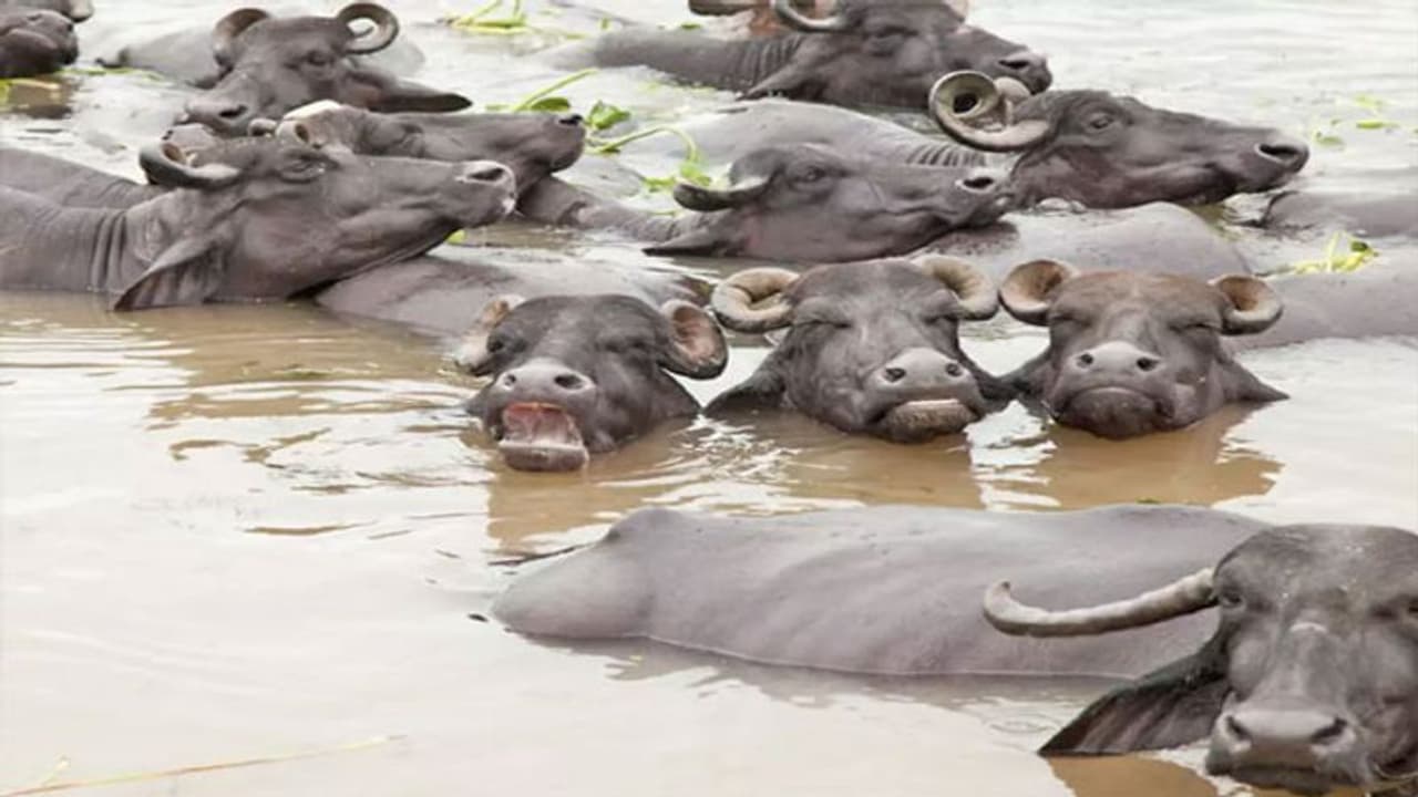 मथुरा: नाले का पानी पीने से 13 भैंसों की हुई मौत, अफसर बोले 'कारखाना मालिकों पर होगी कार्रवाई' मथुरा: नाले का पानी पीने से 13 भैंसों की हुई मौत, अफसर बोले 'कारखाना मालिकों पर होगी कार्रवाई'