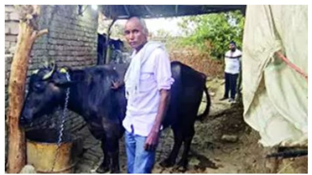 മോഷണം പോയ പോത്തിന് രണ്ട് ഉടമകൾ; ഡിഎൻഎ ടെസ്റ്റ് നടത്താൻ പൊലീസ് മോഷണം പോയ പോത്തിന് രണ്ട് ഉടമകൾ; ഡിഎൻഎ ടെസ്റ്റ് നടത്താൻ പൊലീസ്