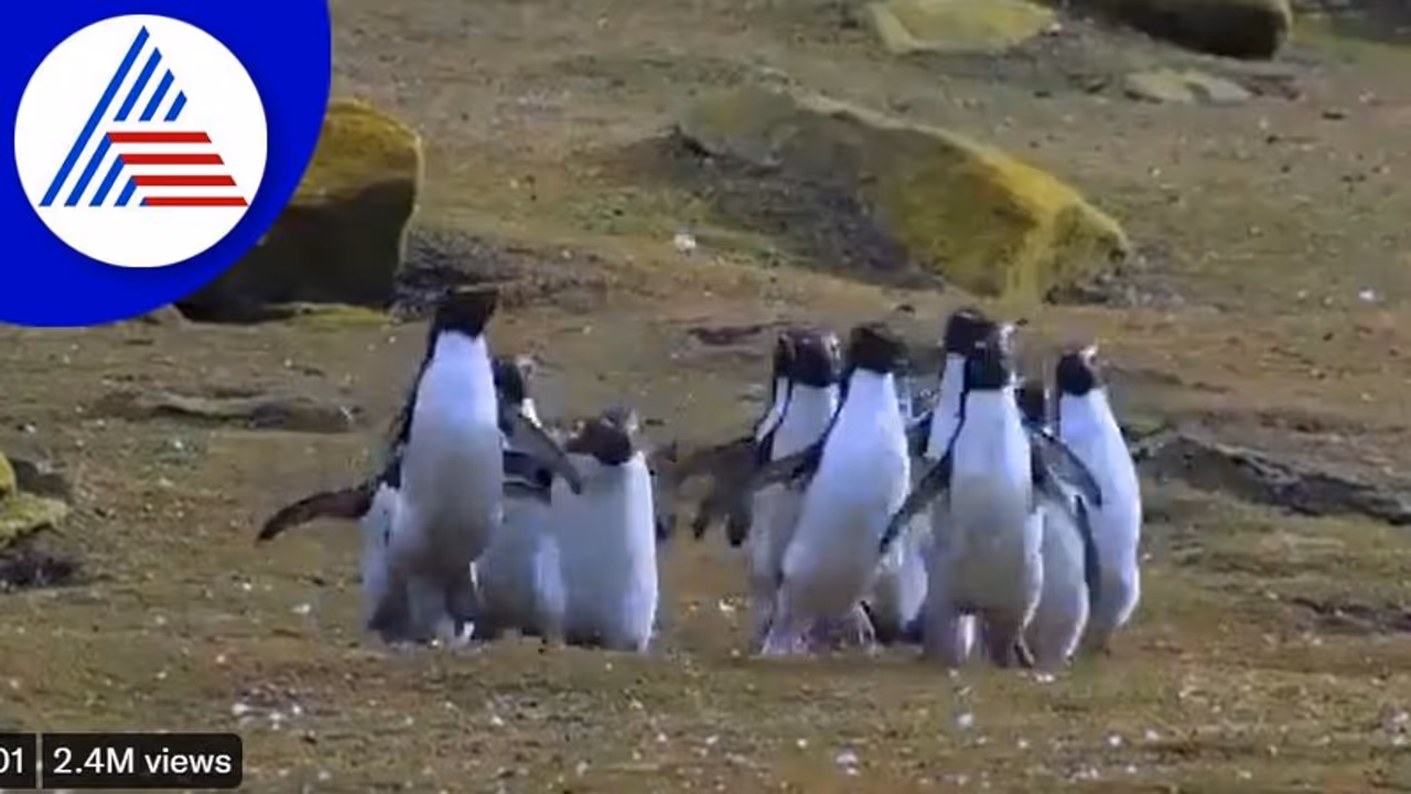 ಸಿಗಲಾರೆ ಸಿಗಲಾರೆ... ಚಿಟ್ಟೆಯ ಬೆನ್ನಟ್ಟುವ ಪೆಂಗ್ವಿನ್‌ಗಳು : ವಿಡಿಯೋ ನೋಡಿ