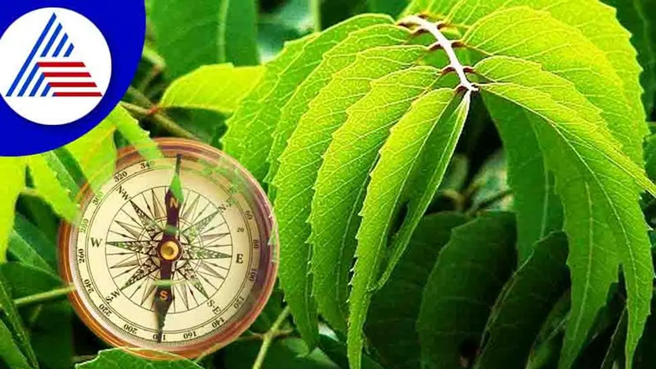 Vastu Tips: ಮೂರು ರೀತಿಯ ದೋಷ ನಿವಾರಿಸುತ್ತೆ ಈ ಮರ! 
