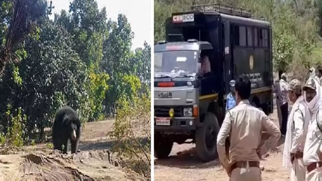 MP में पति पत्नी को जिंदा खा गया आदमखोर भालू, सब्जी भाजी की तरह टुकड़े टुकड़े कर चबा गया, देखते रह गए लोग MP में पति पत्नी को जिंदा खा गया आदमखोर भालू, सब्जी भाजी की तरह टुकड़े टुकड़े कर चबा गया, देखते रह गए लोग