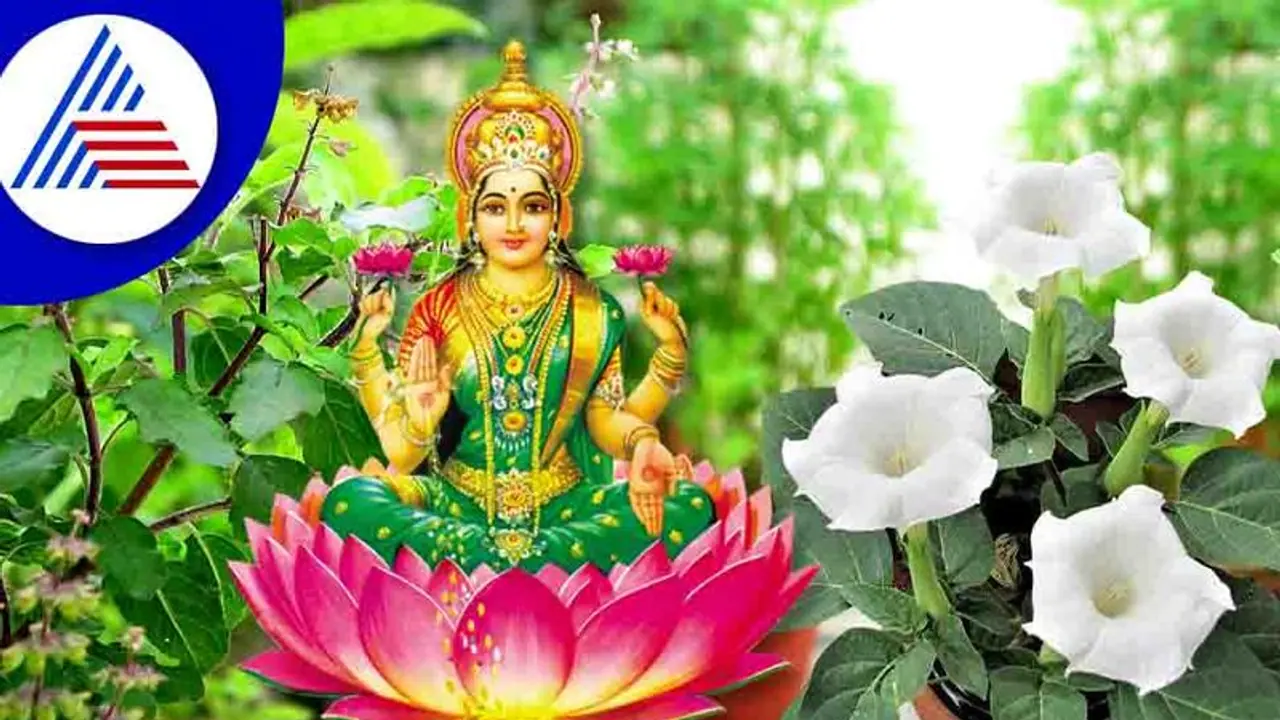 Vastu Tips: ಲಕ್ಷ್ಮೀ ಕಟಾಕ್ಷಕ್ಕೆ ತುಳಸಿ ಜತೆಗೆ ಕಪ್ಪು ದತ್ತೂರವೂ ಇರಲಿ ಮನೆಯಲ್ಲಿ Vastu Tips: ಲಕ್ಷ್ಮೀ ಕಟಾಕ್ಷಕ್ಕೆ ತುಳಸಿ ಜತೆಗೆ ಕಪ್ಪು ದತ್ತೂರವೂ ಇರಲಿ ಮನೆಯಲ್ಲಿ