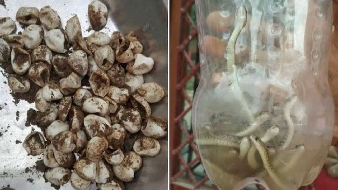 घर से निकला सांपों का ऐसा झुंड, मच गया हड़कंप, रहने वालोंं की कांप गई आत्मा घर से निकला सांपों का ऐसा झुंड, मच गया हड़कंप, रहने वालोंं की कांप गई आत्मा