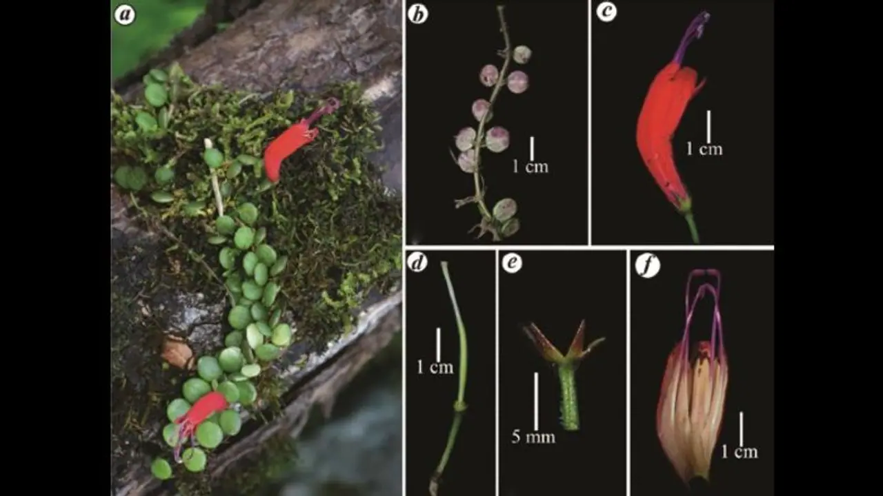 Unbelievable! Rare 'lipstick' plant rediscovered in Arunachal after 100 years Unbelievable! Rare 'lipstick' plant rediscovered in Arunachal after 100 years