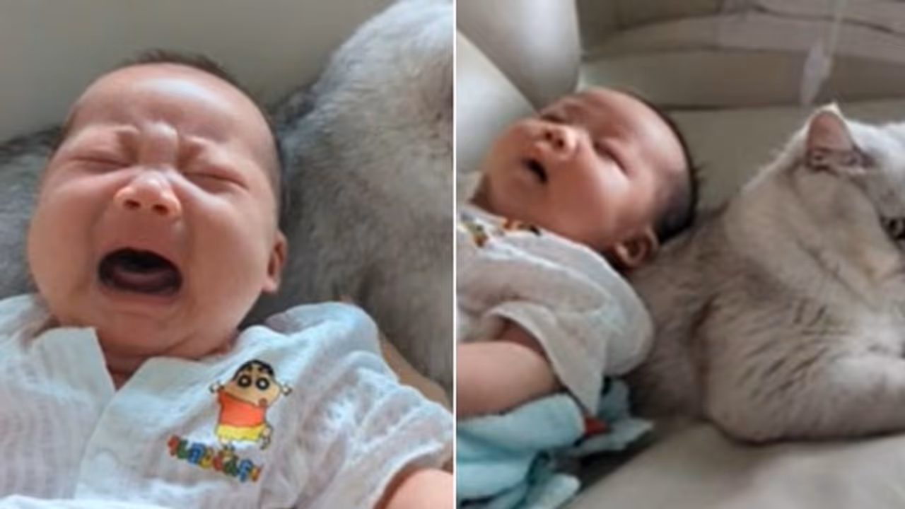 കരയുന്ന കുഞ്ഞിനെ ഉറക്കുന്നത് ആരെന്ന് കണ്ടോ? വീഡിയോ...