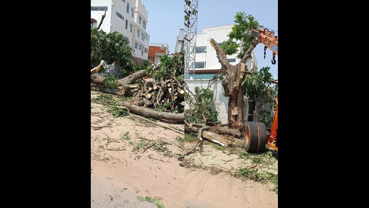 ಆನೇಕಲ್ :ವಿಶ್ವ ಪರಿಸರ ದಿನಾಚರಣೆಯಂದು ಮರಗಳಿಗೆ ಕೊಡಲಿ ಏಟು ಆನೇಕಲ್ :ವಿಶ್ವ ಪರಿಸರ ದಿನಾಚರಣೆಯಂದು ಮರಗಳಿಗೆ ಕೊಡಲಿ ಏಟು