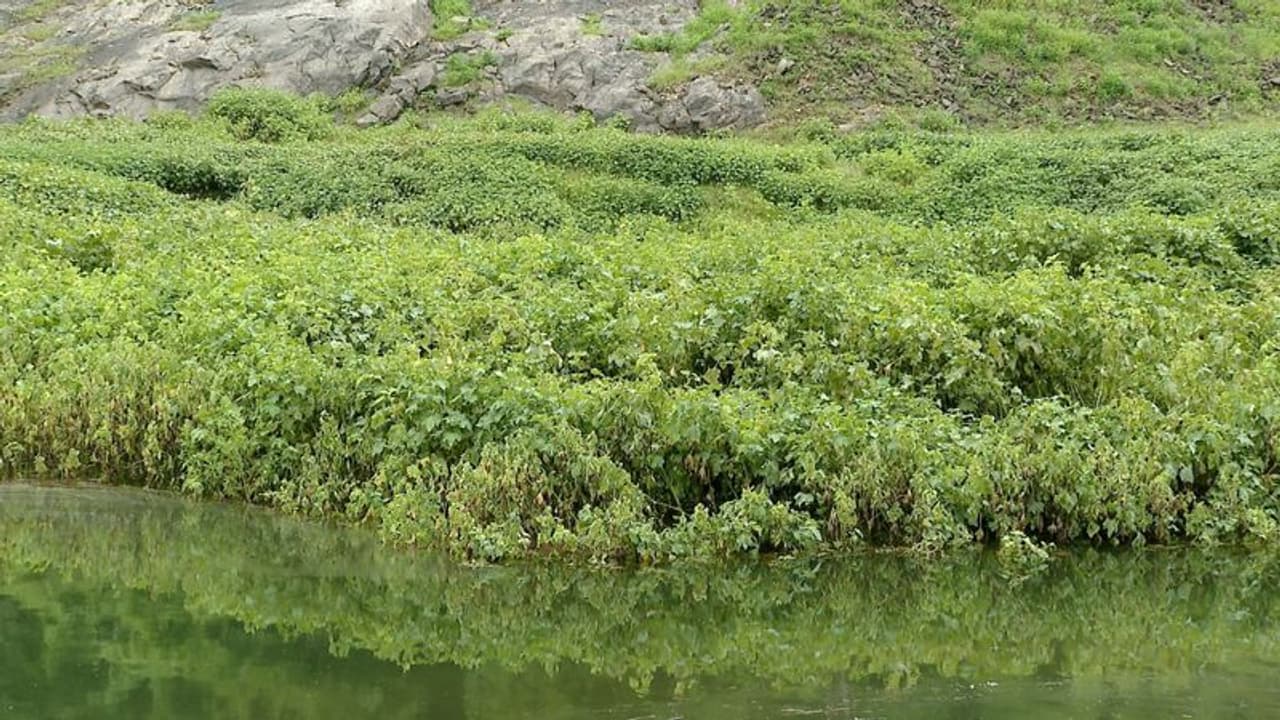പരിസ്ഥിതിക്ക് നാശം വരുത്തുന്ന അധിനിവേശ സസ്യം തൃശൂര് ചിമ്മിനി വന്യ ജീവി സങ്കേതത്തിലും പരിസ്ഥിതിക്ക് നാശം വരുത്തുന്ന അധിനിവേശ സസ്യം തൃശൂര് ചിമ്മിനി വന്യ ജീവി സങ്കേതത്തിലും