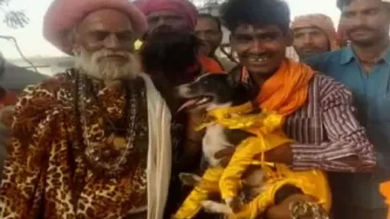 हिंदू रीति रिवाज से हुई कुत्ता और कुतिया की शादी, 500 लोगों की हुई दावत हिंदू रीति रिवाज से हुई कुत्ता और कुतिया की शादी, 500 लोगों की हुई दावत