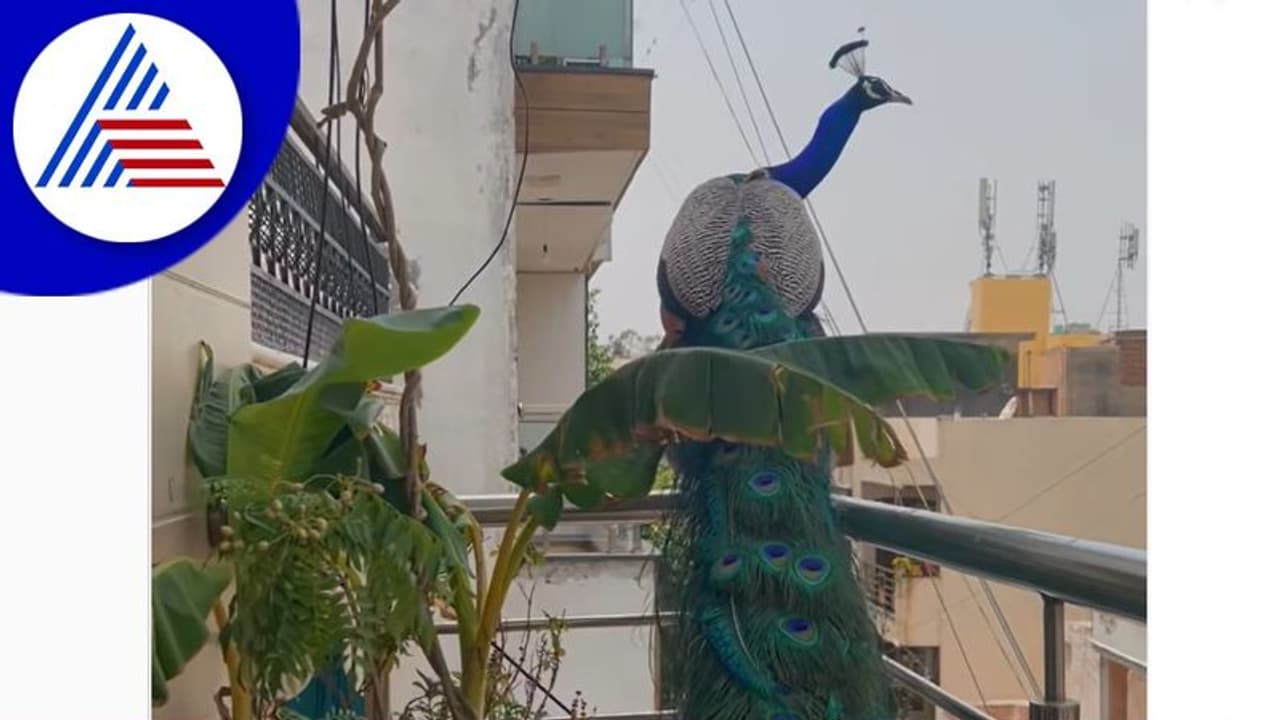 ರಾಷ್ಟ್ರ ರಾಜಧಾನಿಗೆ ಬಂದ ರಾಷ್ಟ್ರ ಪಕ್ಷಿ: ನವಿಲು ನೋಡಿ ಬೆರಗಾದ ದೆಹಲಿಗರು