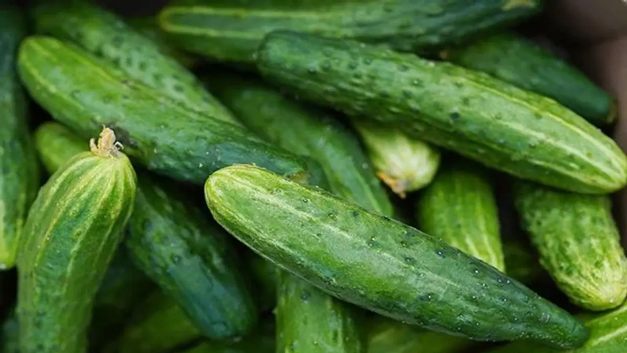 സാലഡ് വെള്ളരിയിൽ സാൽമൊണല്ല ബാക്ടീരിയ, 19 സംസ്ഥാനങ്ങളിലായി അവശരായി 68 പേർ, തിരിച്ച് വിളിച്ച് അമേരിക്ക സാലഡ് വെള്ളരിയിൽ സാൽമൊണല്ല ബാക്ടീരിയ, 19 സംസ്ഥാനങ്ങളിലായി അവശരായി 68 പേർ, തിരിച്ച് വിളിച്ച് അമേരിക്ക