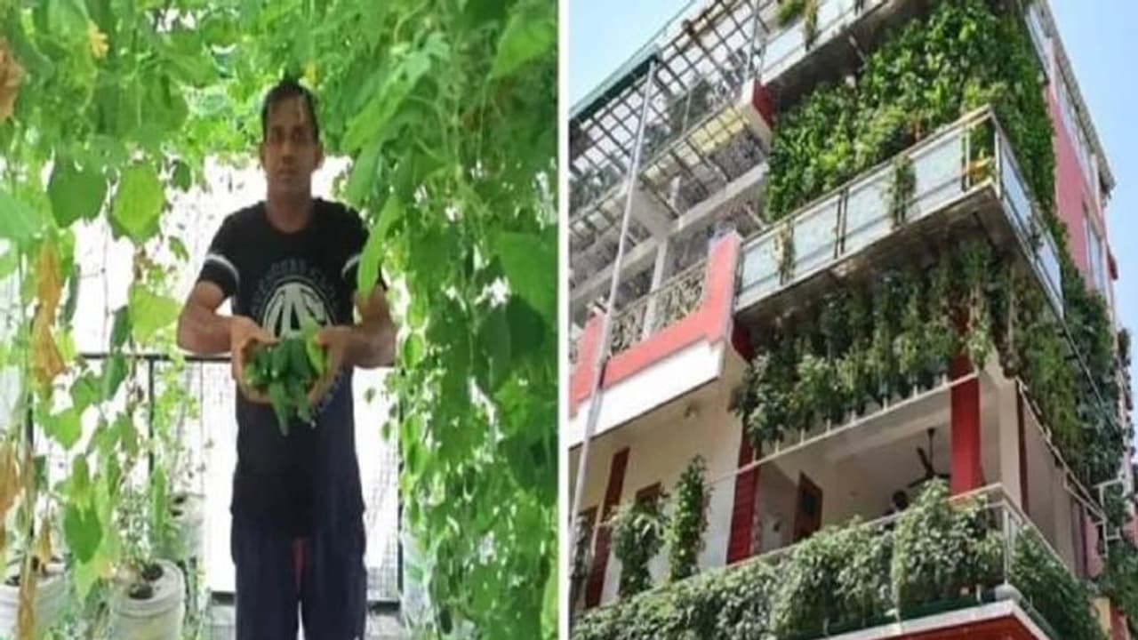 മൂന്നുനില വീടിനെ ഹൈഡ്രോപോണിക്സ് ഫാമാക്കി മാറ്റി, വരുമാനം ലക്ഷങ്ങൾ
