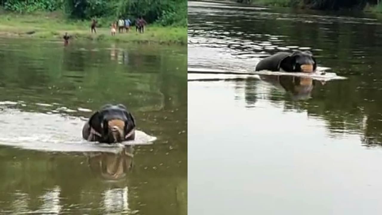 പത്തനംതിട്ട അയിരൂരിൽ ഇടഞ്ഞ ആന ആറ്റിലിറങ്ങി: അനുനയിപ്പിച്ച് കരയ്ക്ക് കേറ്റാൻ ശ്രമം തുടരുന്നു 