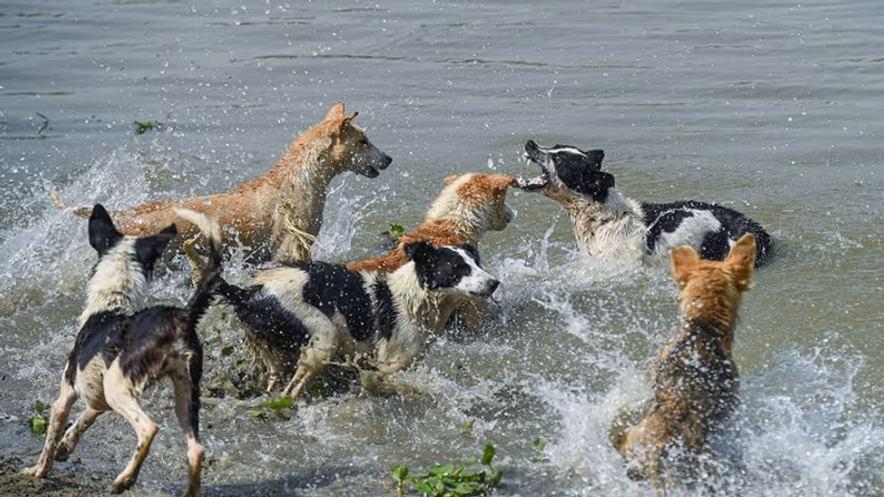 'ആക്രമണകാരികളായ തെരുവുനായ്ക്കളെ കൊന്നൊടുക്കും'; അനുമതിക്കായി സുപ്രീംകോടതിയെ സമീപിക്കാൻ കേരളം 'ആക്രമണകാരികളായ തെരുവുനായ്ക്കളെ കൊന്നൊടുക്കും'; അനുമതിക്കായി സുപ്രീംകോടതിയെ സമീപിക്കാൻ കേരളം