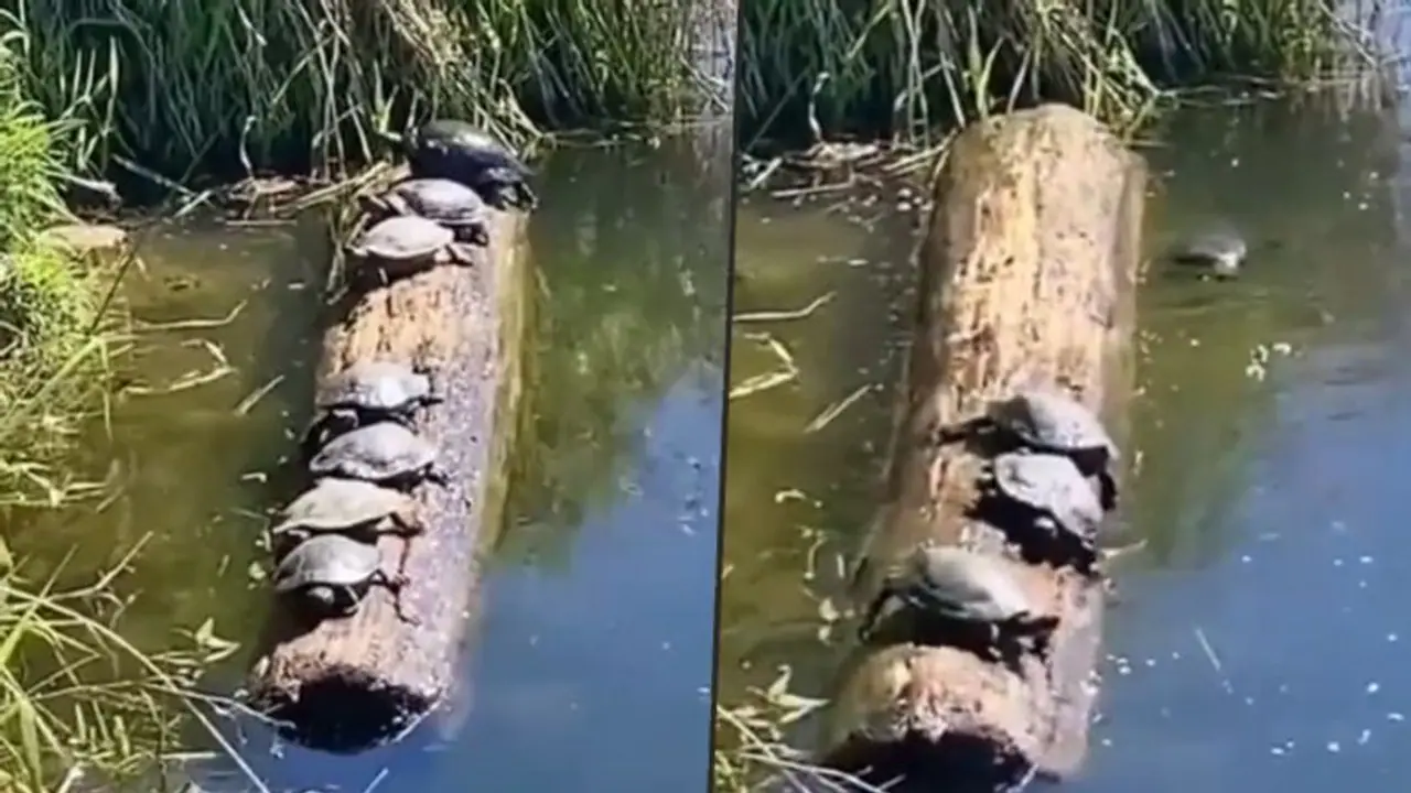 Turtles balancing on wooden log in a river will leave you in splits; watch