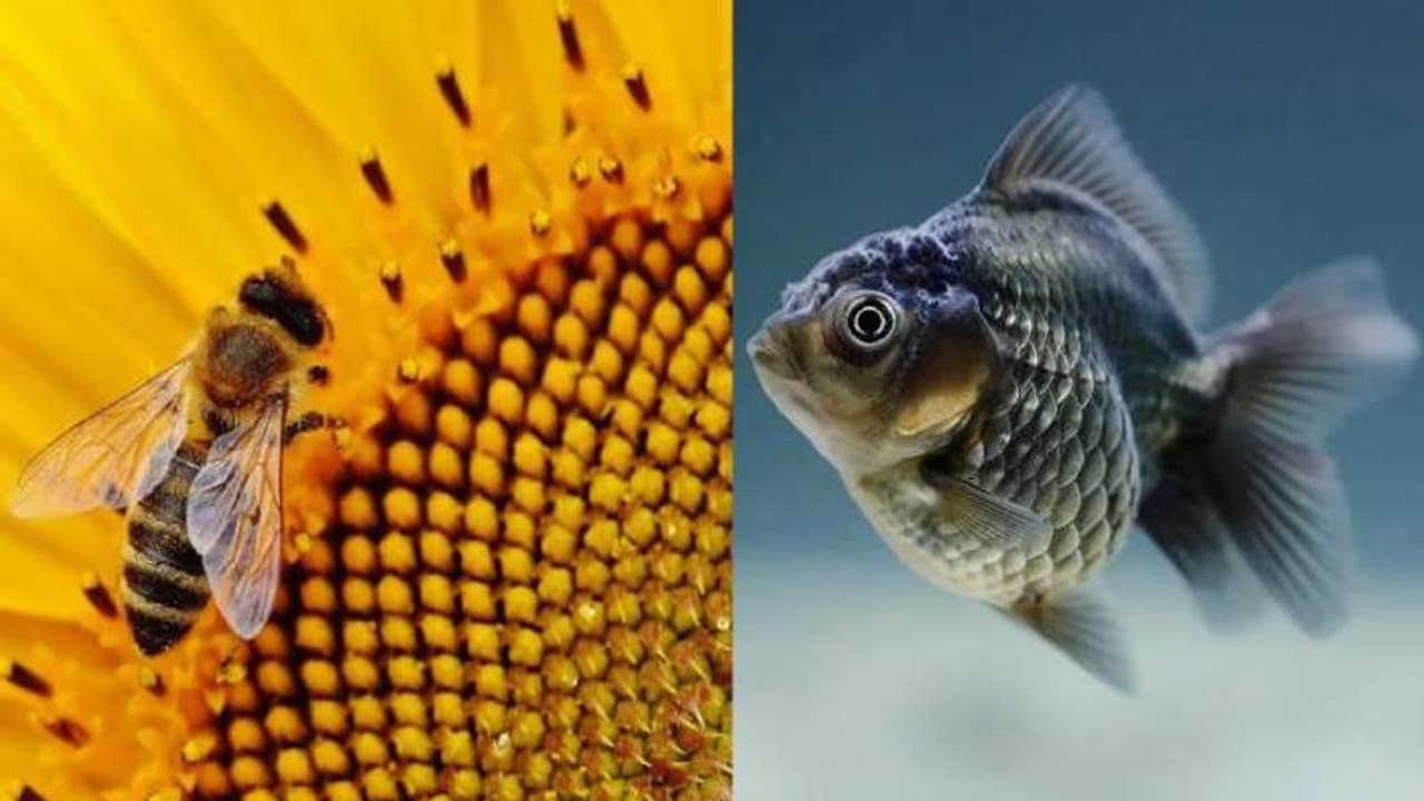 തേനീച്ച ഒരു മത്സ്യമാണെന്ന് കോടതി!