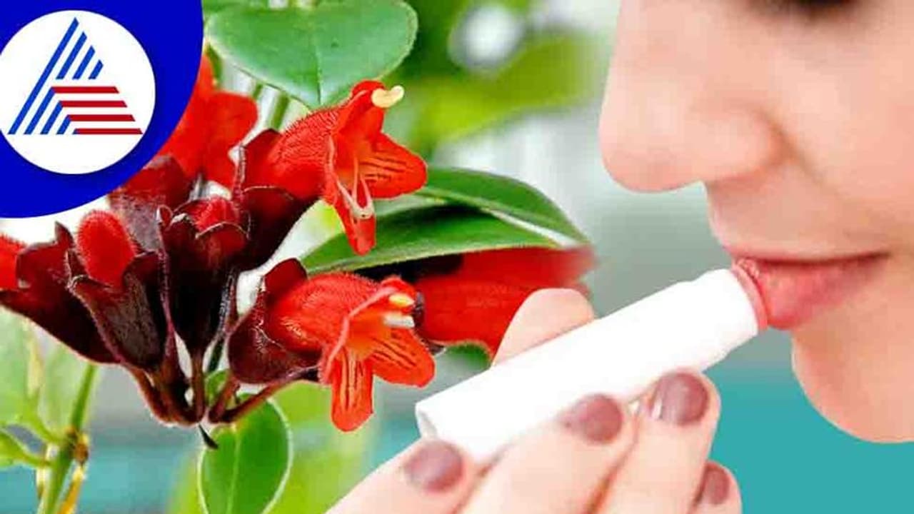 100 ವರ್ಷಗಳ ನಂತರ ಮತ್ತೆ ಕಾಣಿಸಿಕೊಂಡಿದೆ ಲಿಪ್​ಸ್ಟಿಕ್ ಗಿಡ, ಇದ್ರ ವಿಶೇಷತೆ ತಿಳಿದ್ರೆ ಬೆರಗಾಗ್ತೀರಾ !