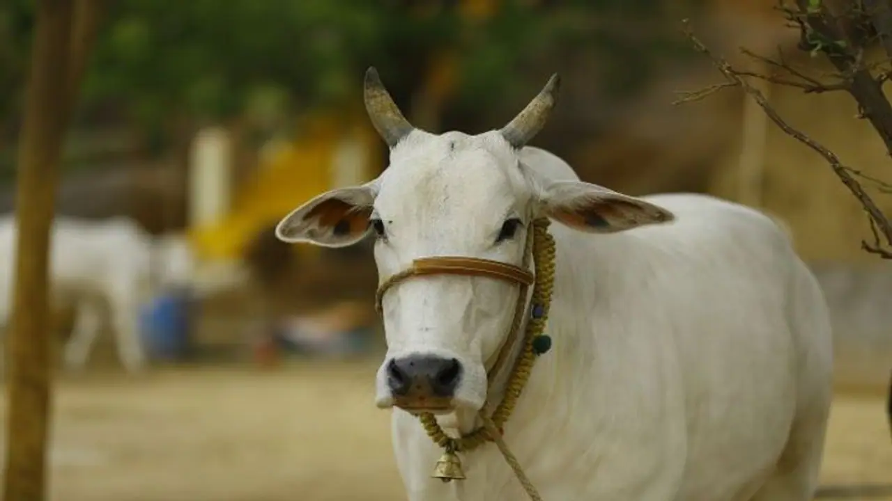 ಕಾಸರಗೋಡು: ಸಂಗೀತಕ್ಕೆ ಹೆಜ್ಜೆ ಹಾಕುವ ಗೋವು, ವಿಡಿಯೋ ವೈರಲ್ ಕಾಸರಗೋಡು: ಸಂಗೀತಕ್ಕೆ ಹೆಜ್ಜೆ ಹಾಕುವ ಗೋವು, ವಿಡಿಯೋ ವೈರಲ್