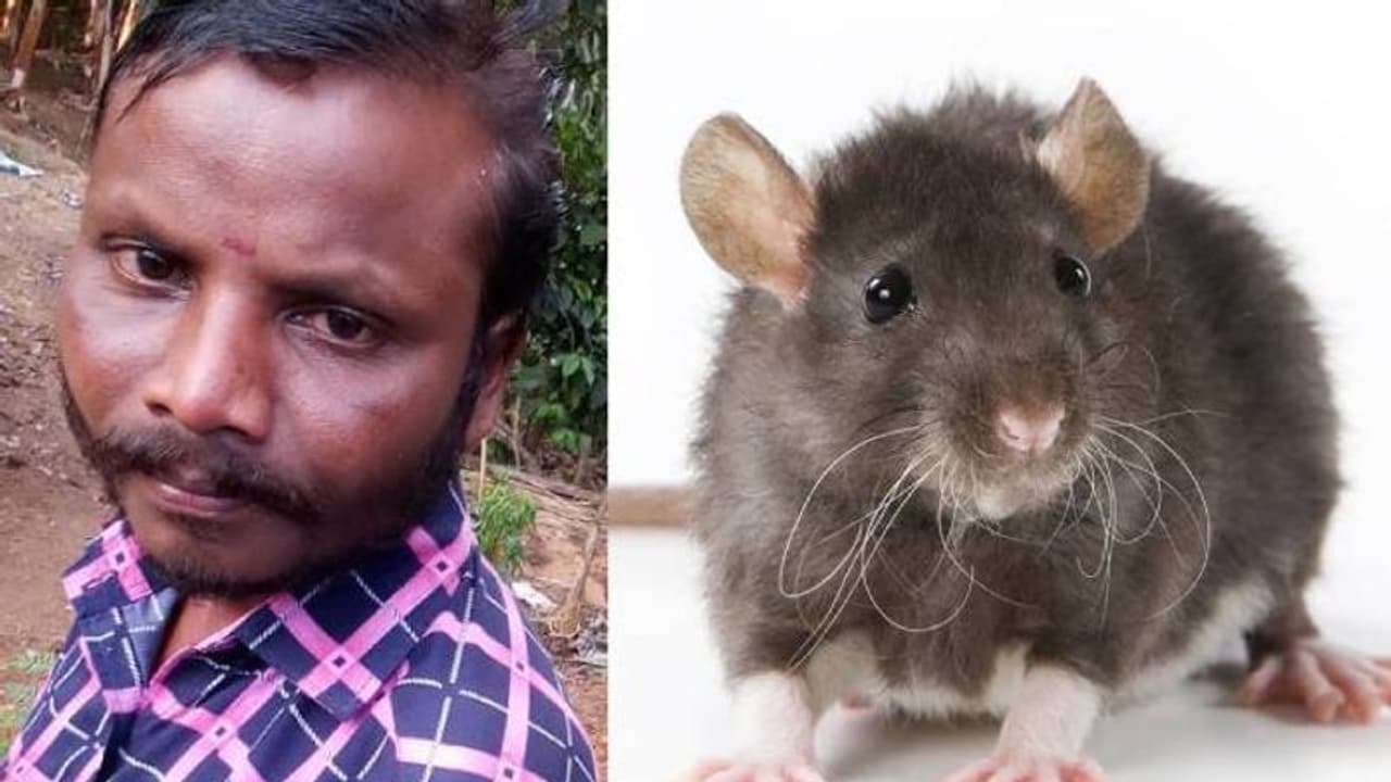 വയനാട്ടില്‍ യുവാവ് എലിപ്പനി ബാധിച്ചു മരിച്ചു, രോഗം ബാധിച്ചാൽ ശ്രദ്ധിക്കേണ്ടത്...