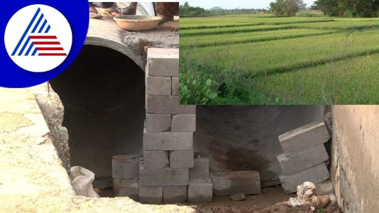 Davangere: ಕೊಚ್ಚಿಹೋದ ಕಾಲುವೆಯಿಂದ 15 ಕೋಟಿ ಭತ್ತ ಬೆಳೆ ಒಣಗುವ ಭೀತಿ 