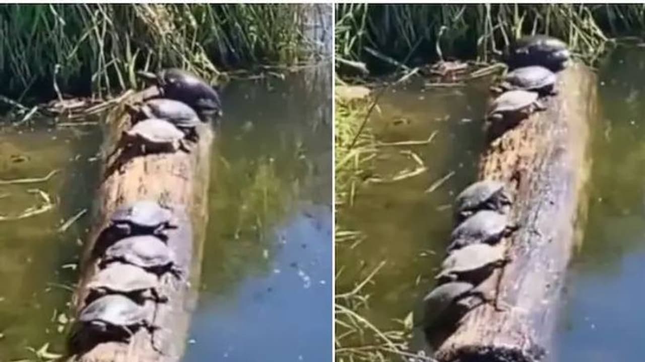 ഒറ്റത്തടിയിൽ വെള്ളത്തിൽ ബാലൻസ് ചെയ്ത് ഏഴ് ആമകൾ, വൈൈറലായി വീഡിയോ ഒറ്റത്തടിയിൽ വെള്ളത്തിൽ ബാലൻസ് ചെയ്ത് ഏഴ് ആമകൾ, വൈൈറലായി വീഡിയോ