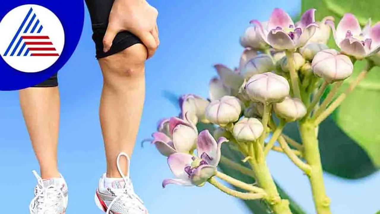 ಎಕ್ಕದ ಎಲೆ ಬಳಸಿ, ಮತ್ತೆ ಮೊಣಕಾಲು ನೋವಿನ ಚಿಂತೆಯಿಲ್ಲ 