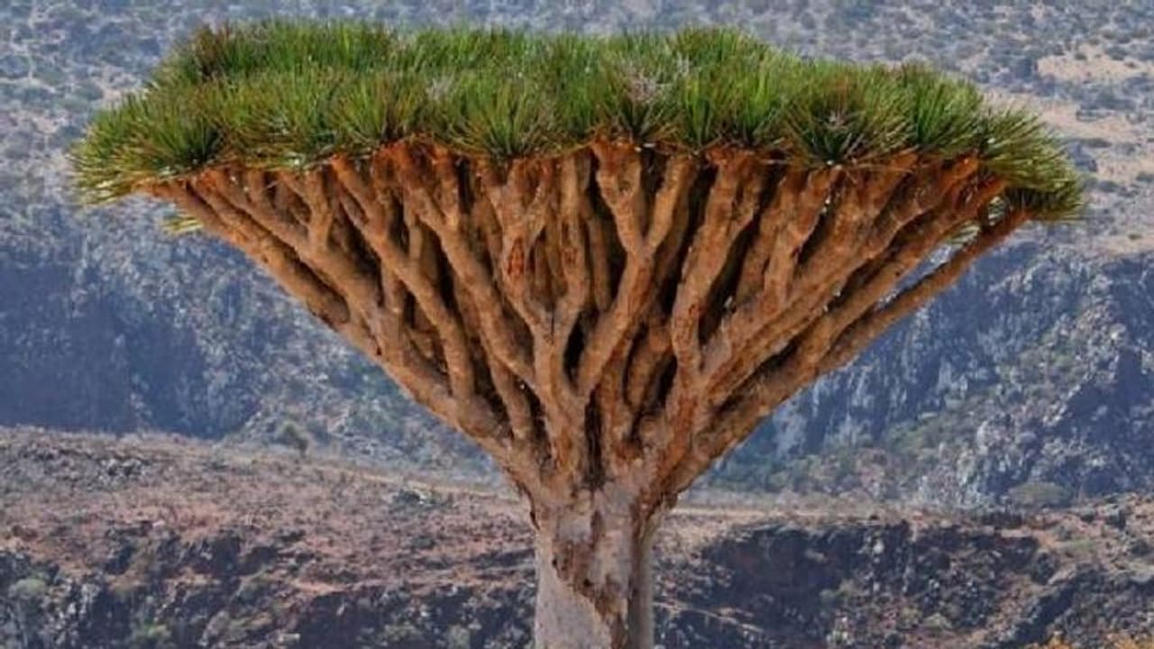 ഇത് നൂറ്റാണ്ടുകളായി, മുറിക്കുമ്പോൾ 'രക്തമൊഴുക്കുന്ന' വൃക്ഷം! 