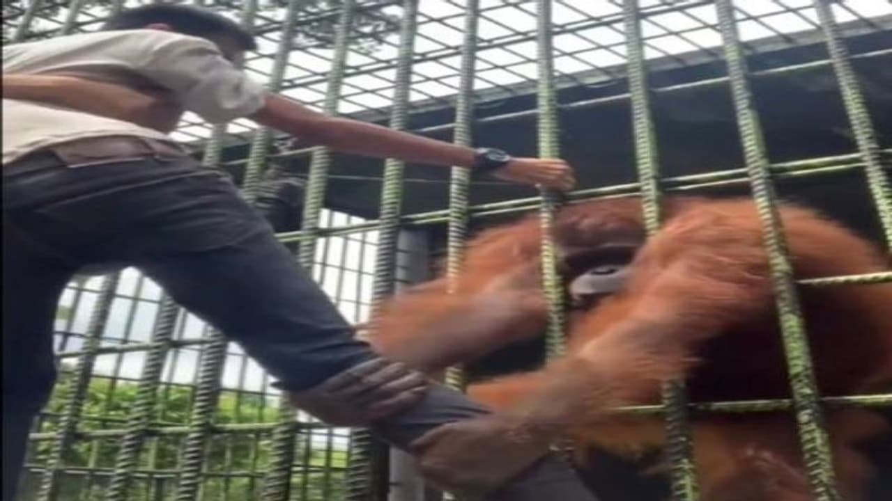 अटक गई सांस: पिंजरे में कैद Orangutan को चिढ़ा रहा था युवक, वीडियो में देखिए इस बेजुबान जानवर ने कैसे लिए बदला