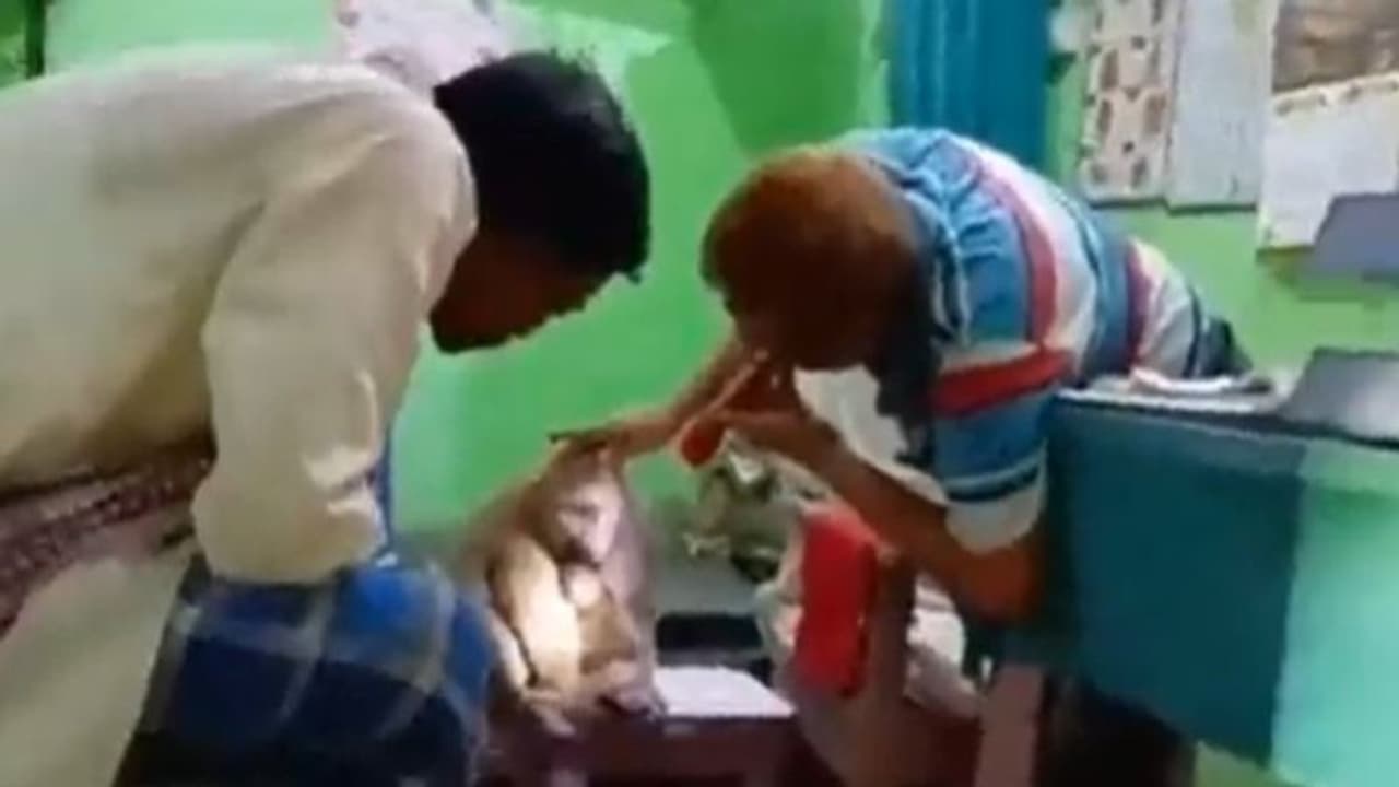 മനുഷ്യരെ വെല്ലുന്ന അച്ചടക്കം; ആശുപത്രിയില്‍ ചികിത്സ തേടിയെത്തി കുരങ്ങ്