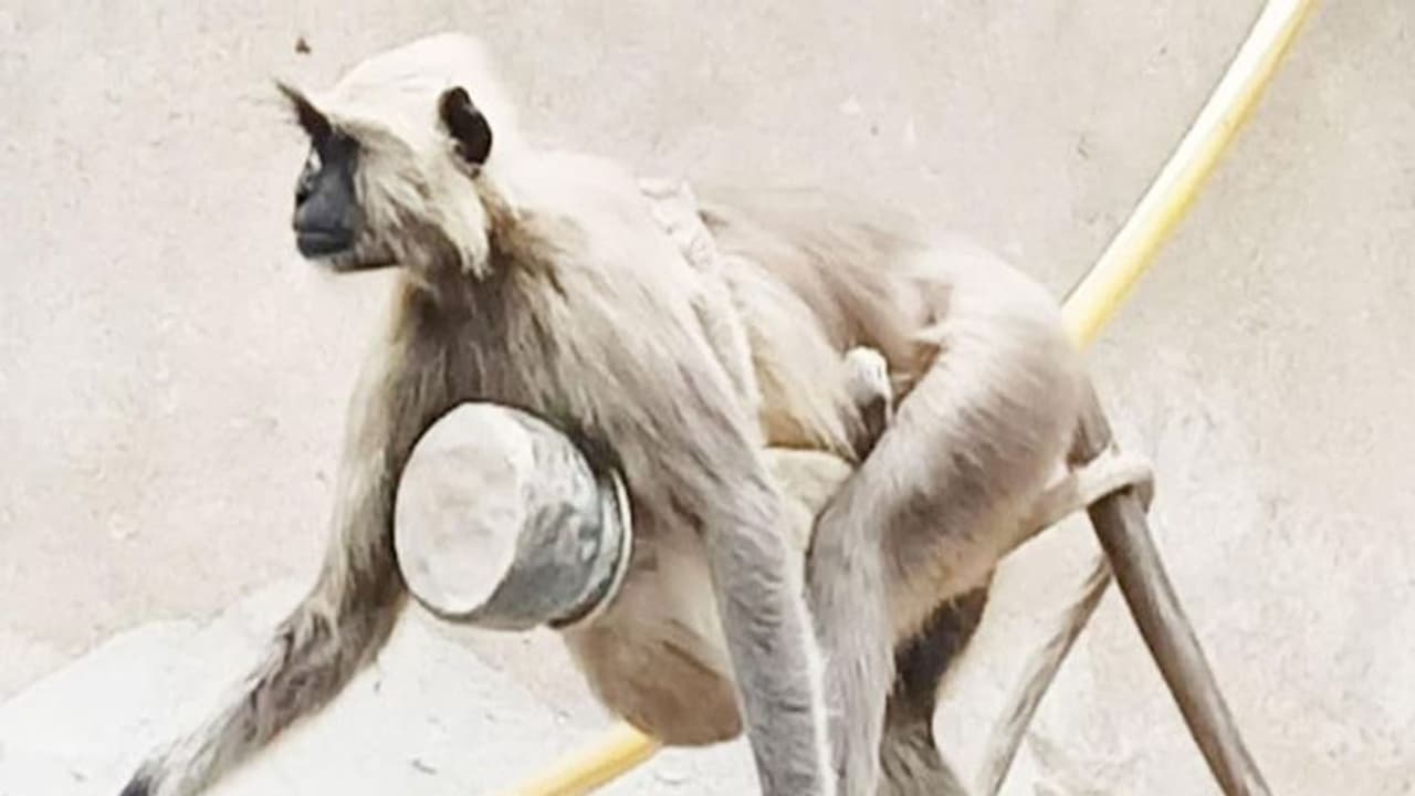 मुसीबत में लंगूर का बच्चा : प्यास बुझाने के चक्कर में मुंह में फंसा लोटा, 7 घंटे तक भूख प्यास से तड़पता रहा मुसीबत में लंगूर का बच्चा : प्यास बुझाने के चक्कर में मुंह में फंसा लोटा, 7 घंटे तक भूख प्यास से तड़पता रहा