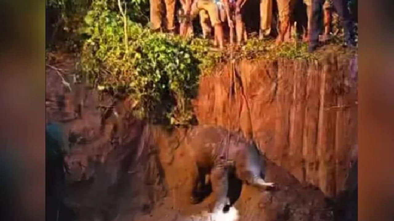 Elephant Rescue : പാതിരാത്രി വെളിച്ചം പോലുമില്ലാതെ ആനക്കുട്ടിയെ രക്ഷിക്കാന്‍ ശ്രമം; വീഡിയോ