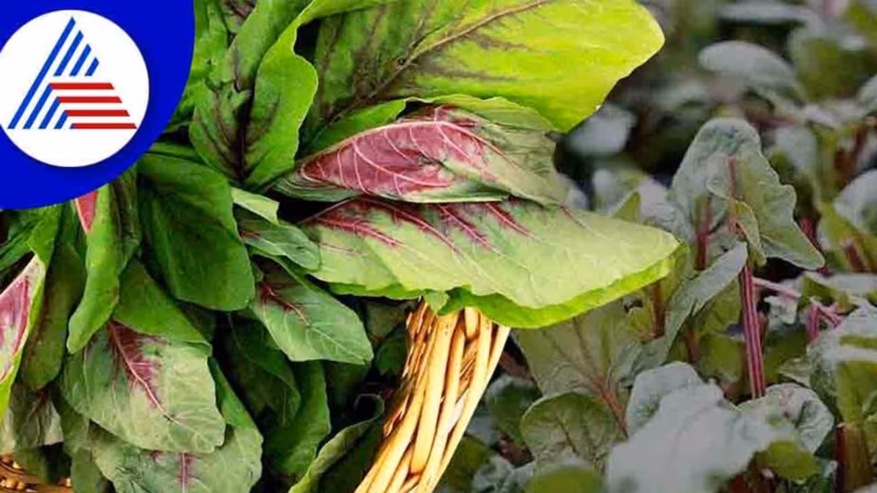 ಹರಿವೆ ಸೊಪ್ಪಿನಿಂದ ಆರೋಗ್ಯಕ್ಕೆ ನೂರಾರು ಉಪಯೋಗ, ಹೇಗೆ ಬಳಸಬಹುದು? ಹರಿವೆ ಸೊಪ್ಪಿನಿಂದ ಆರೋಗ್ಯಕ್ಕೆ ನೂರಾರು ಉಪಯೋಗ, ಹೇಗೆ ಬಳಸಬಹುದು?