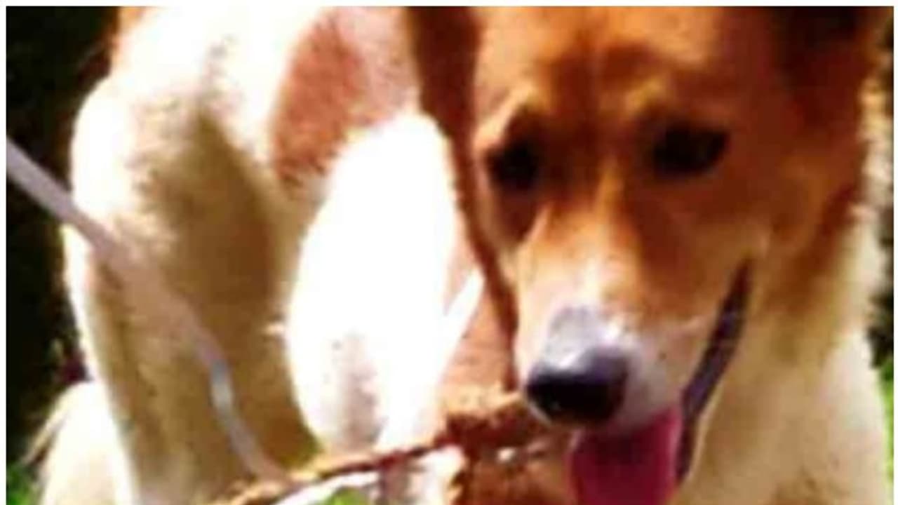 ഉടമ അറിയുന്നുണ്ടോ ഒരാളിവിടെ കാത്തിരിപ്പുണ്ടെന്ന്? ക്ലാസ്മുറികളിൽ കൂട്ടുകാരനെ തേടി നായ; കണ്ണീർക്കാഴ്ച