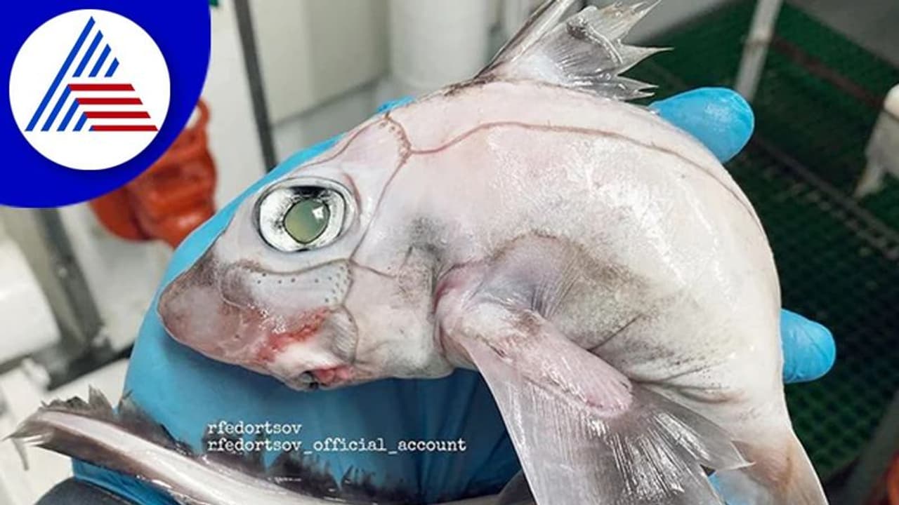 ಬಲೆಗೆ ಬಿದ್ದ ವಿಚಿತ್ರ ಮೀನು ನೋಡಿ ಭಯಗೊಂಡ ಮೀನುಗಾರ