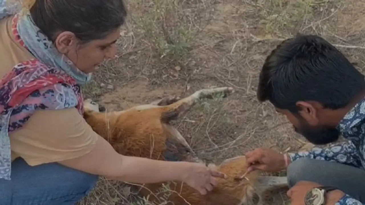 राजस्थान का रोचक मामला: बकरी को काटा तो किसान ने किलर को दी कुत्तों की सुपारी, रातों रात बिछा दी लाशें... राजस्थान का रोचक मामला: बकरी को काटा तो किसान ने किलर को दी कुत्तों की सुपारी, रातों रात बिछा दी लाशें...
