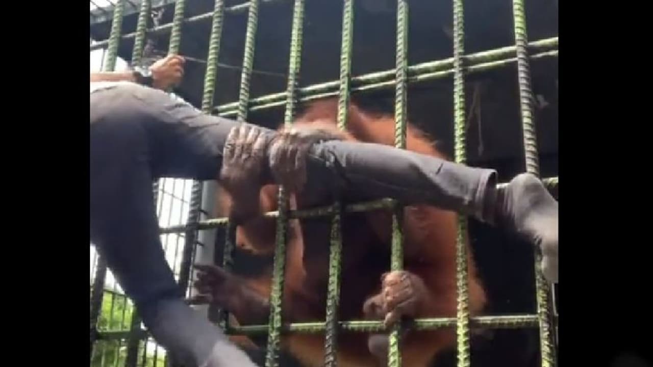 ಬಿಡದಂತೆ ಹಿಡಿವೆ ಈ ಕಾಲನ್ನು: ಮುದ್ದಾಡಲು ಬಂದ ಯುವಕನಿಗೆ ಚಿಂಪಾಂಜಿ ಏನ್‌ ಮಾಡ್ತು ನೋಡಿ